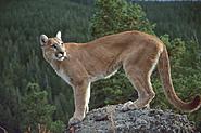 cougar-02.jpg