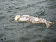 Click image for larger version.&nbsp;

Name:	001.jpg&nbsp;
Views:	91&nbsp;
Size:	377.8 KB&nbsp;
ID:	334297