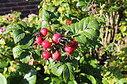 Click image for larger version. 

Name:	IMG_3279.jpg 
Views:	7 
Size:	451.6 KB 
ID:	388566