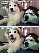 Click image for larger version. 

Name:	a dog.jpg 
Views:	223 
Size:	35.1 KB 
ID:	401192