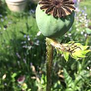 Click image for larger version. 

Name:	5F3AEBAF-2E07-46E6-9157-7A5D7A1FDD3E.jpg 
Views:	5 
Size:	247.6 KB 
ID:	409452