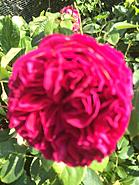 Click image for larger version. 

Name:	D3A0AD2A-6A10-4555-AA00-939C49C4F6BF.jpg 
Views:	2 
Size:	268.6 KB 
ID:	409453