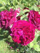 Click image for larger version. 

Name:	CBD75E52-EE16-401E-9E1E-F2E6ADEF5DAE.jpg 
Views:	2 
Size:	231.3 KB 
ID:	409456