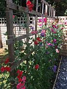 Click image for larger version.&nbsp;

Name:	E80648FB-1098-4FBC-A5E1-ED40B6BEE5F9.jpg&nbsp;
Views:	73&nbsp;
Size:	399.1 KB&nbsp;
ID:	412045