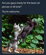 Click image for larger version. 

Name:	cat fight.jpg 
Views:	107 
Size:	77.6 KB 
ID:	435360