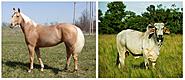 Click image for larger version. 

Name:	Brahma Bull & Palamino Horse.JPG 
Views:	13 
Size:	81.8 KB 
ID:	452532