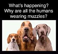 Click image for larger version. 

Name:	Dogs.jpg 
Views:	65 
Size:	30.1 KB 
ID:	462211