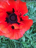 Click image for larger version. 

Name:	62DEB7FA-1944-4CA8-A03C-4CEA1D40BAE5.jpg 
Views:	125 
Size:	274.9 KB 
ID:	465508