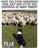 Click image for larger version. 

Name:	sheep fear.jpg 
Views:	256 
Size:	87.8 KB 
ID:	478231