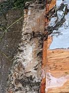 Click image for larger version. 

Name:	Transom 7.jpg 
Views:	56 
Size:	119.3 KB 
ID:	492907