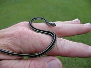 Click image for larger version.&nbsp;

Name:	P7150039.jpg&nbsp;
Views:	62&nbsp;
Size:	400.4 KB&nbsp;
ID:	497260