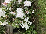 Click image for larger version. 

Name:	2F97912D-ADC6-414C-AF36-F3C36B8D89C3.jpg 
Views:	1 
Size:	441.6 KB 
ID:	504426
