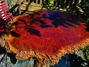 Click image for larger version. 

Name:	Tree 1.jpg 
Views:	17 
Size:	322.1 KB 
ID:	509866