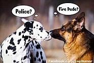 Click image for larger version. 

Name:	fire dog.jpg 
Views:	609 
Size:	41.3 KB 
ID:	372037