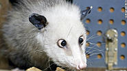 Click image for larger version. 

Name:	110928075550-heidi-german-opossum-story-top.jpg 
Views:	6 
Size:	29.4 KB 
ID:	451287