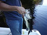 Click image for larger version. 

Name:	chatterbait bass.jpg 
Views:	47 
Size:	47.5 KB 
ID:	269685