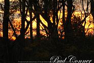 Click image for larger version. 

Name:	Sunset from the woods e.jpg 
Views:	378 
Size:	414.7 KB 
ID:	479781