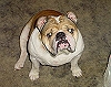 bulldogdaddy's Avatar